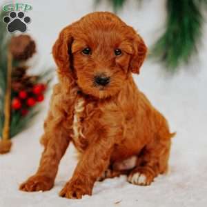 Charlie Brown, Mini Goldendoodle Puppy